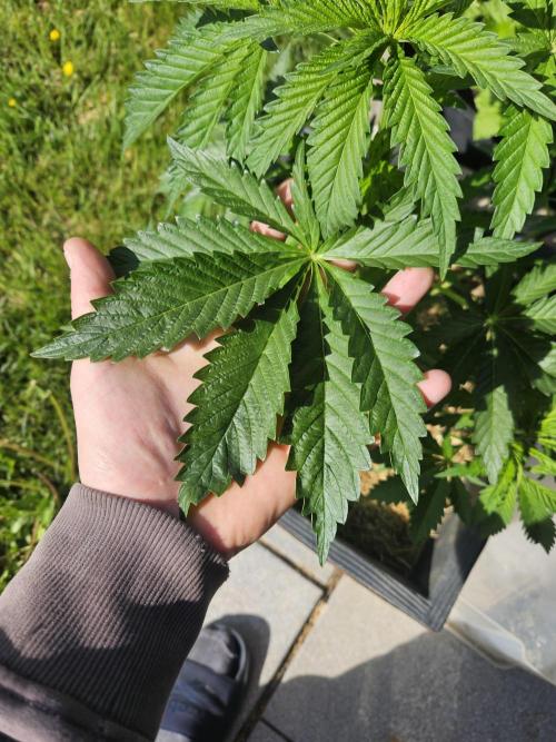Slushberry Mintz - Outdoor vs Indoor. Week 5