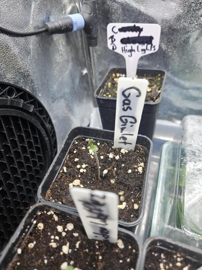 Gas Gimlet - Wizard Trees #3. Week 0