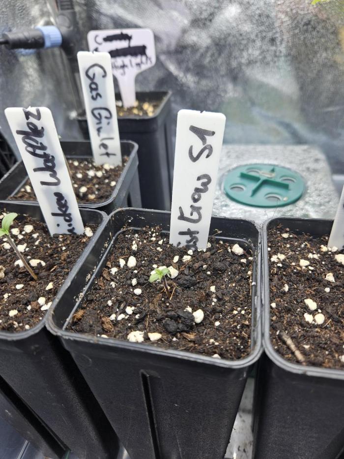 Geist Grow – Geist Grow OG S1. Week 0