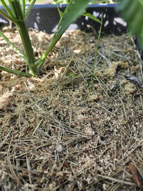 Slushberry Mintz - Outdoor vs Indoor. Week 5