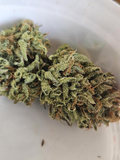 White Cheese Auto Winter grow. Week 11