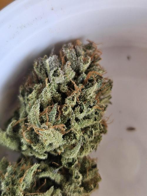 White Cheese Auto. Week 11