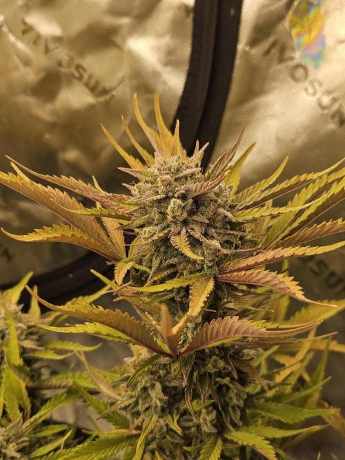 Gorilla Cookies Auto - Winter grow. Week 12