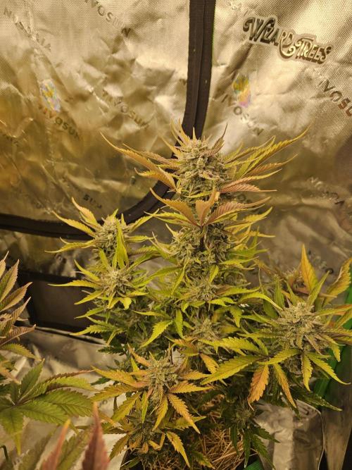 Gorilla Cookies Auto - Winter grow. Week 12