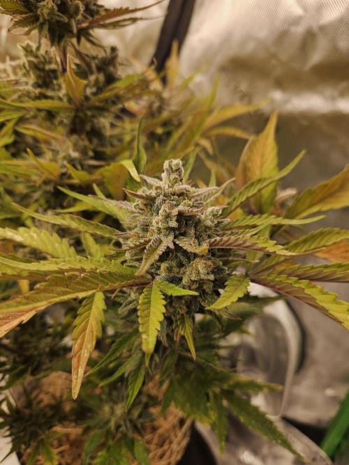 Gorilla Cookies Auto - Winter grow. Week 12