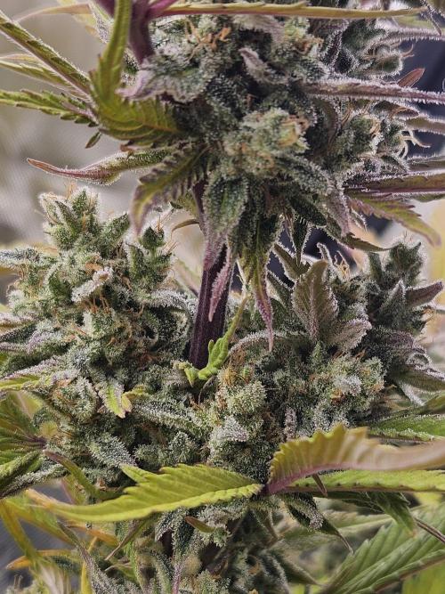 Gorilla Cookies Auto - Winter grow. Week 12