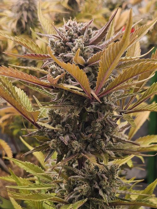 Gorilla Cookies Auto - Winter grow. Week 12