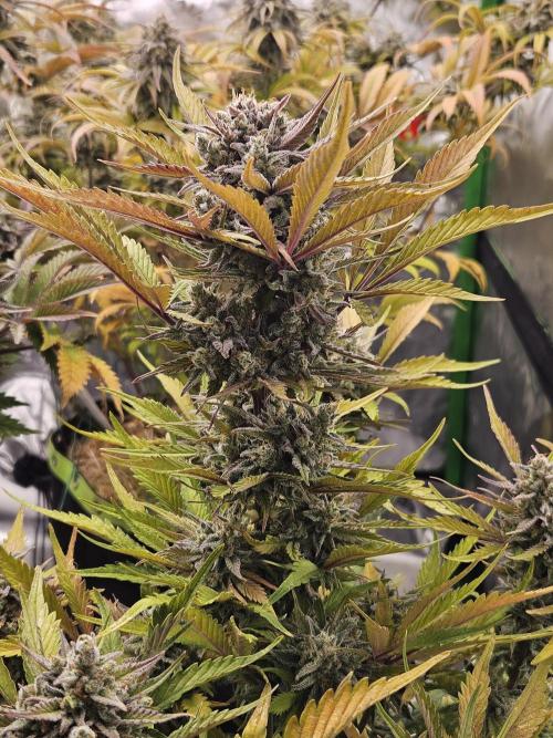 Gorilla Cookies Auto - Winter grow. Week 12