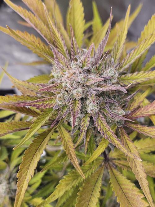 Gorilla Cookies Auto - Winter grow. Week 12