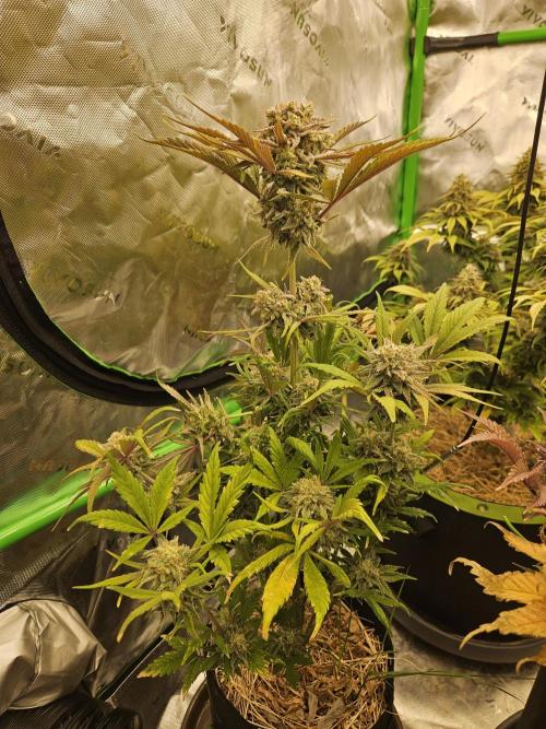 California Sour Diesel Auto Winter grow. Week 12