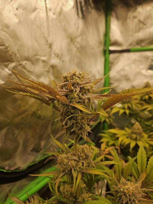 California Sour Diesel Auto Winter grow. Week 12