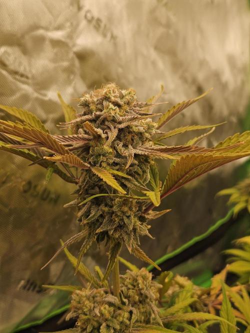 California Sour Diesel Auto Winter grow. Week 12