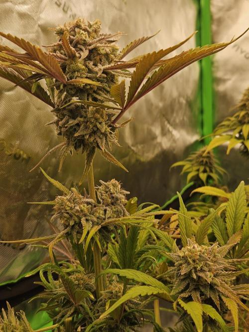 California Sour Diesel Auto Winter grow. Week 12