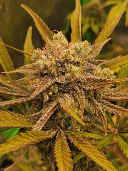 California Sour Diesel Auto Winter grow. Week 12