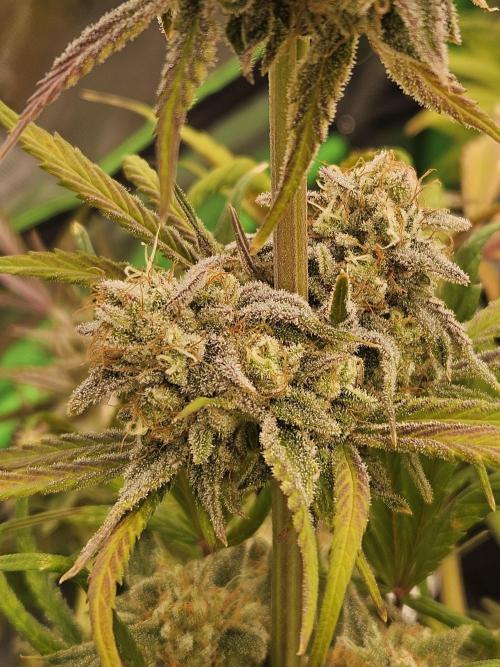 California Sour Diesel Auto Winter grow. Week 12