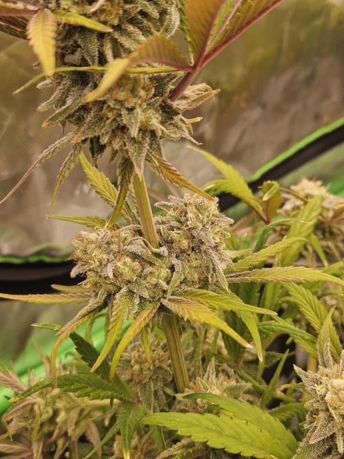 California Sour Diesel Auto Winter grow. Week 12