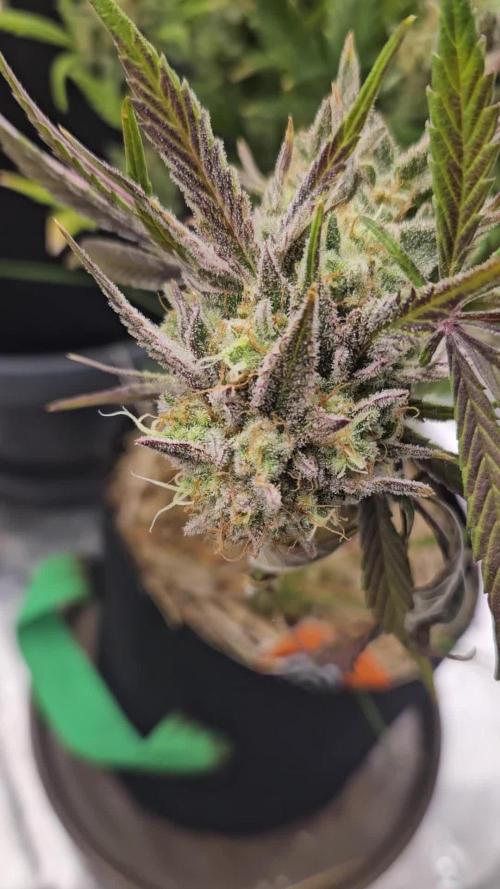 California Sour Diesel Auto Winter grow