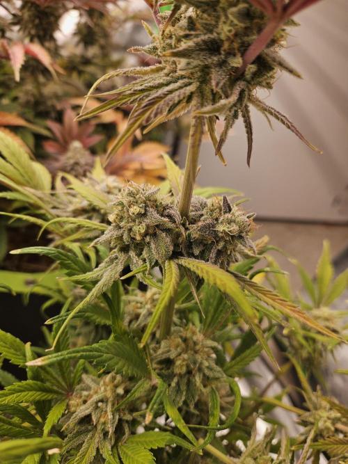 California Sour Diesel Auto Winter grow. Week 12