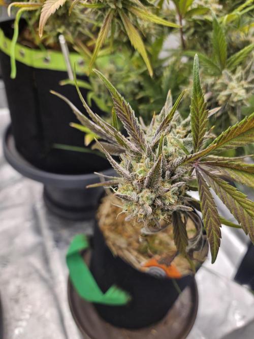 California Sour Diesel Auto Winter grow. Week 12