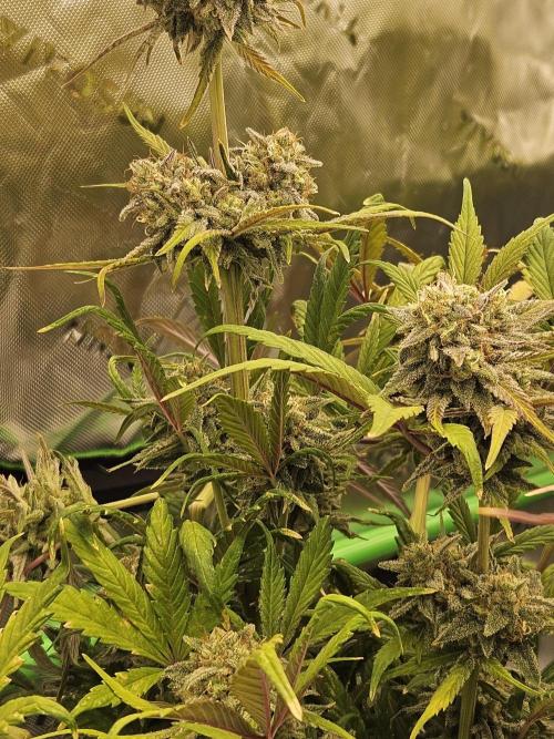 California Sour Diesel Auto Winter grow. Week 12