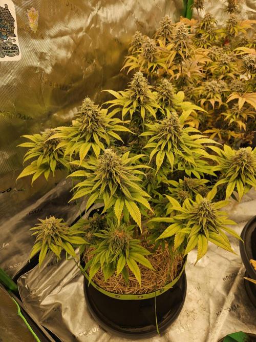 Cherry Dream - Kannabia - Winter Grow. Week 15