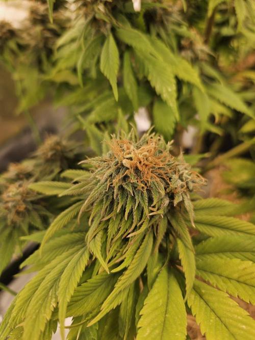 Cherry Dream - Kannabia - Winter Grow. Week 15