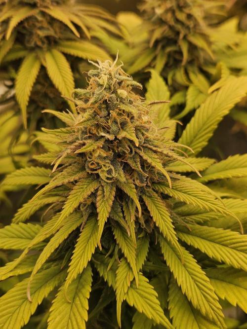 Cherry Dream - Kannabia - Winter Grow. Week 15