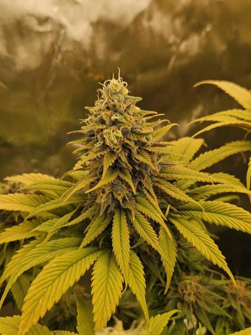 Cherry Dream - Kannabia - Winter Grow. Week 15
