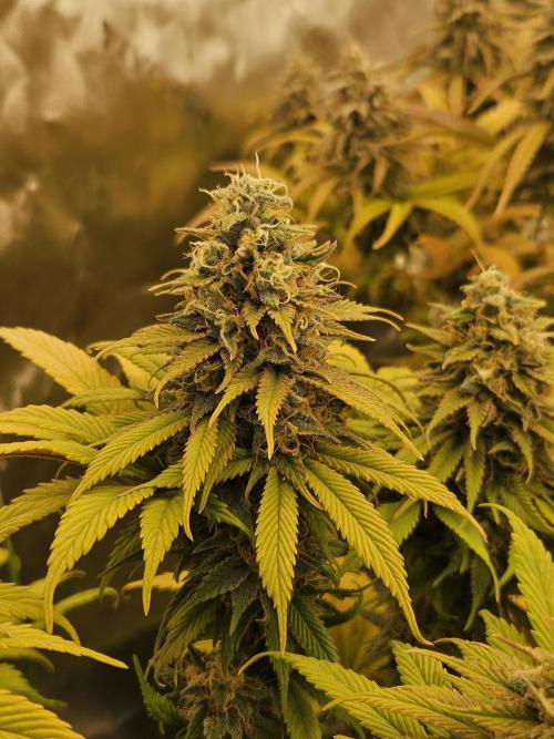 Cherry Dream - Kannabia - Winter Grow. Week 15