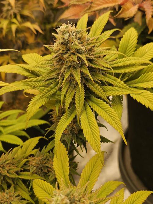 Cherry Dream - Kannabia - Winter Grow. Week 15