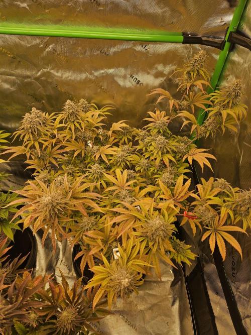 Hellfire OG - Kannabia - Winter Grow. Week 15