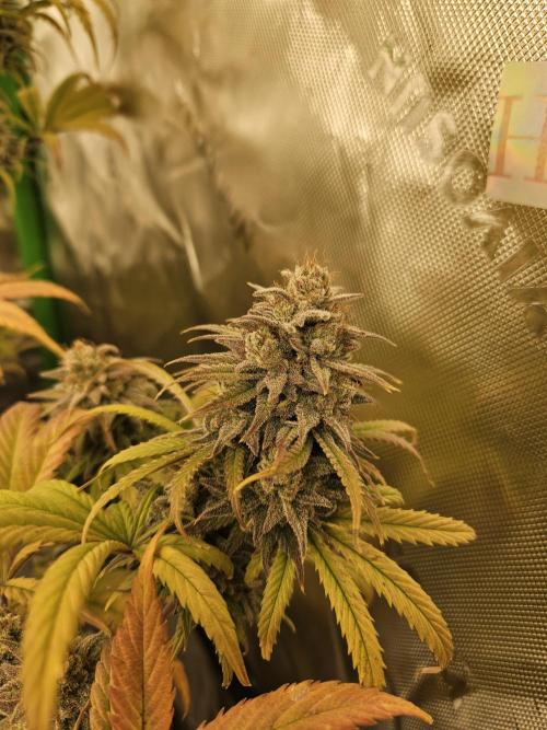 Hellfire OG - Kannabia - Winter Grow. Week 15