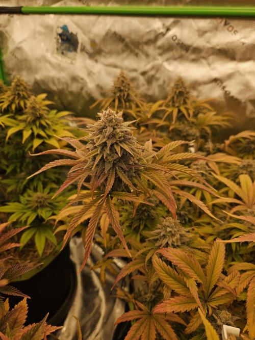 Hellfire OG - Kannabia - Winter Grow. Week 15