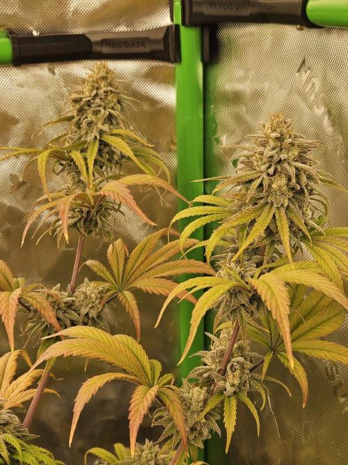 Hellfire OG - Kannabia - Winter Grow. Week 15