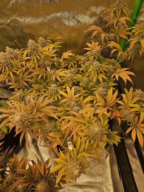 Hellfire OG - Kannabia - Winter Grow. Week 15
