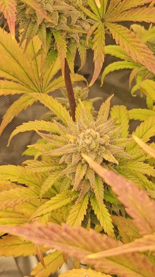 Hellfire OG - Kannabia - Winter Grow