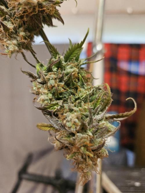 Hellfire OG - Kannabia - Winter Grow. Week 15