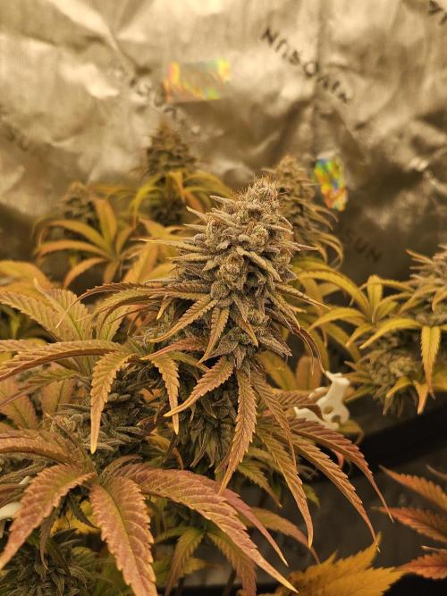 Hellfire OG - Kannabia - Winter Grow. Week 15