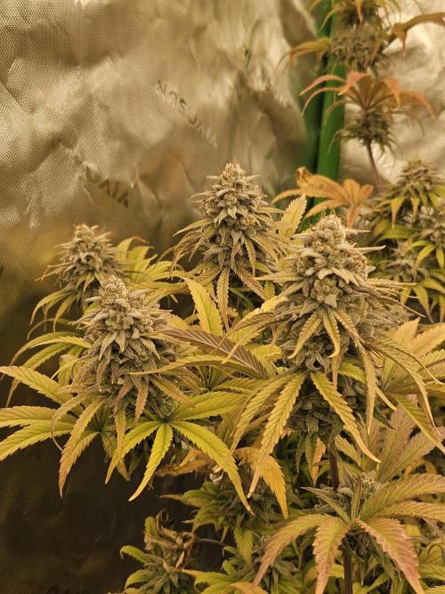Hellfire OG - Kannabia - Winter Grow. Week 15