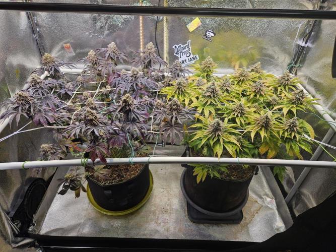 Velvet Kir Royal - HnnyHmp - Winter Grow. Week 15