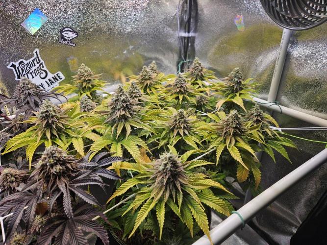 Velvet Kir Royal - HnnyHmp - Winter Grow. Week 15