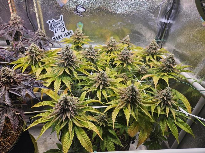 Velvet Kir Royal - HnnyHmp - Winter Grow. Week 15