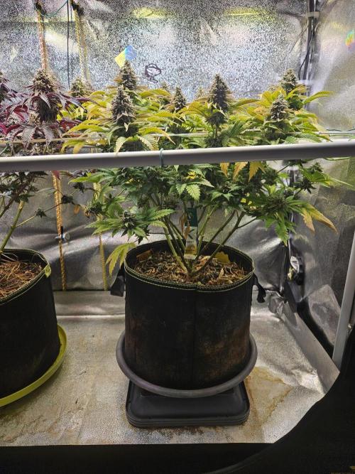 Velvet Kir Royal - HnnyHmp - Winter Grow. Week 15
