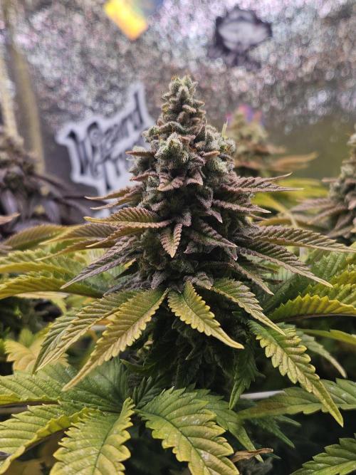 Velvet Kir Royal - HnnyHmp - Winter Grow. Week 15