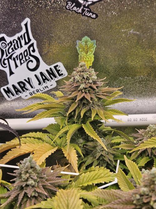 Velvet Kir Royal - HnnyHmp - Winter Grow. Week 15