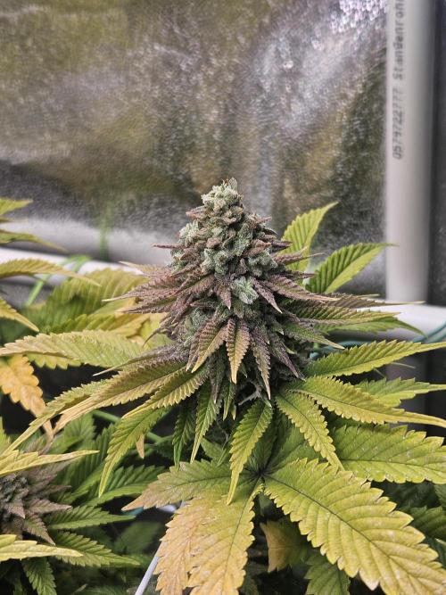 Velvet Kir Royal - HnnyHmp - Winter Grow. Week 15