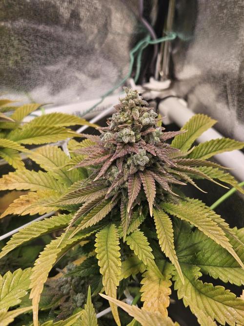 Velvet Kir Royal - HnnyHmp - Winter Grow. Week 15
