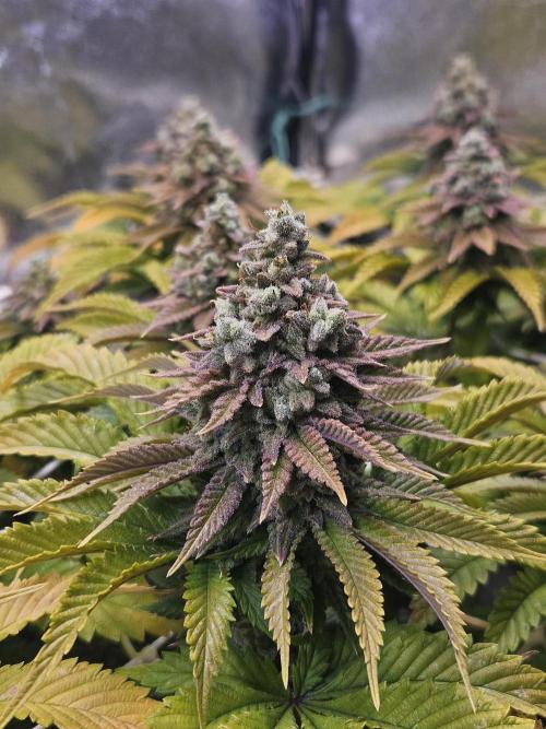 Velvet Kir Royal - HnnyHmp - Winter Grow. Week 15