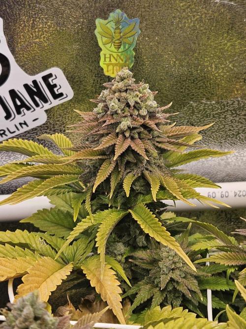 Velvet Kir Royal - HnnyHmp - Winter Grow. Week 15