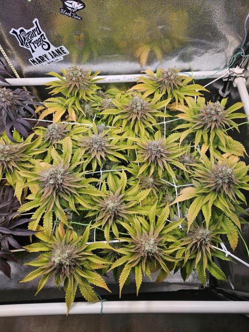 Velvet Kir Royal - HnnyHmp - Winter Grow. Week 15